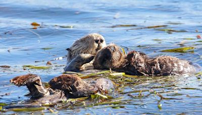 Female sea otters particularly adept at using tools to find food, study shows