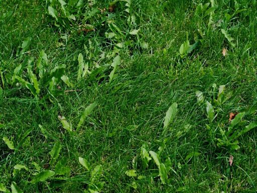 Remove lawn weeds forever by ditching vinegar for expert’s more effective tip