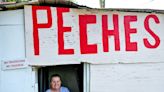 All just ‘pechy’ at Georgia fruit stand where a misspelled word blossomed into a landmark