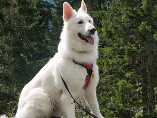 Happy White German Shepherd Is Living Her Best Life Splashing in Public Fountain