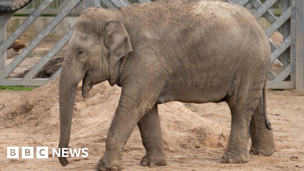 Blackpool Zoo prepares for baby elephant arrivals