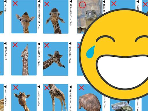日本「動物證件照」超鬧！長頸鹿被卡頭「烏龜竟然是這個」？