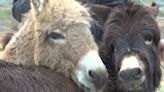 After his best friend passed away, a Holland farm had to find a new companion for their donkey