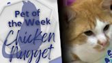 ‘He’s (chicken) tender-hearted’ Chicken Nugget is WF Animal Services Pet of the Week