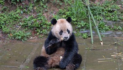 Pair of giant pandas from China arrive safely at San Diego Zoo