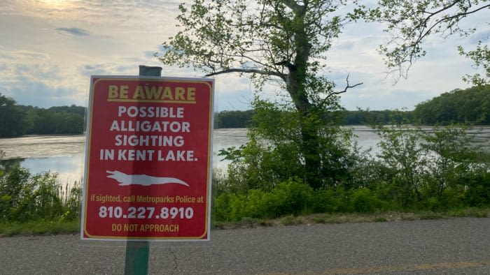Alligator may be in Oakland County lake: What we know