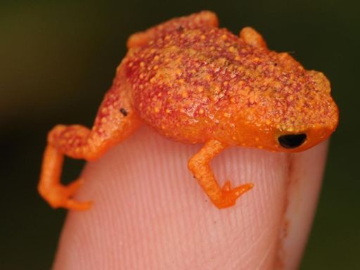 Watch: How A Frog Is Helping Scientists Understand A Deadly Amphibian Pandemic