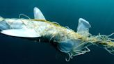 A Shark Week Host and Scientist Created This Humane (and Effective) Alternative to Shark Nets