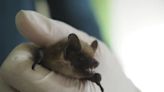 Científicos desvelan misterio del pene ‘anormalmente’ grande de un murciélago