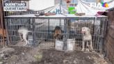 Rescatan 29 perros de una guardería clandestina en Querétaro; fue gracias una denuncia ciudadana