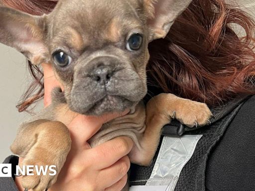 Malnourished dogs locked in cages found during Cannock raid