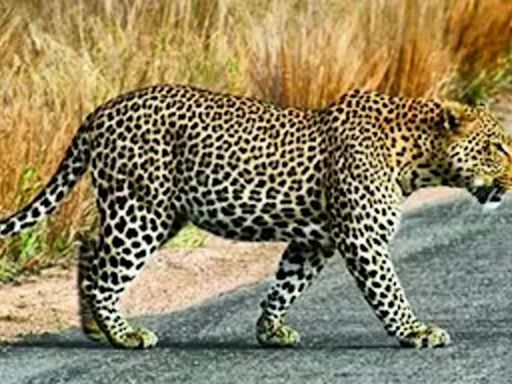 Woman killed in car accident while avoiding leopard | Hyderabad News - Times of India