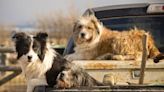 Top Myths About Livestock Guardian Dogs