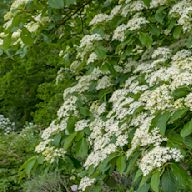 Native to North America, known for its horizontal branching pattern and blue-black fruit. Grows up to 25 feet tall and wide. Prefers partial shade and moist, well-drained soil. Attracts birds and butterflies.