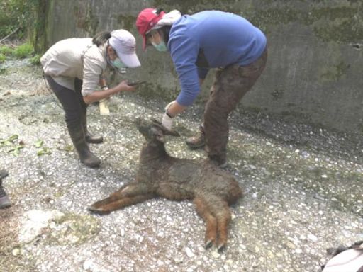 台灣野山羊遇寄生蟲疾病威脅 學者憂心疫區範圍疑逐步擴大