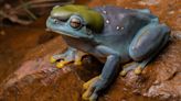 Una rara mutación genética vuelve azul a la rana verde