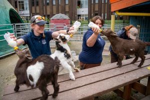 Point Defiance Zoo welcomes the new kids on the block