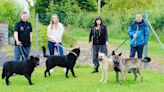 The Moffat six: Dogs rescued after fatal sheep attack meet rescuers one year on as they now seek forever homes