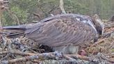 Livestream ospreys welcome first egg of season