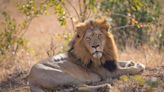 One of the World's Oldest Lions Among 11 Wild Cats Killed by Herders