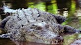 Australia: Urgent search for missing girl, 12, feared attacked by crocodile in Northern Territory