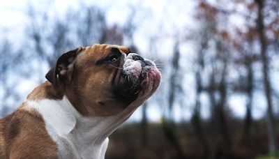 English Bulldog Runs Just Like a Human Kid Upon Hearing the Ice Cream Truck