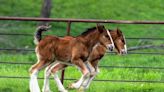 Budweiser Has 15 New Baby Clydesdales and They're Ready for Visits