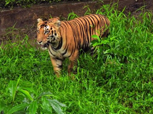 Tiger conservation: State proves a safe home for these big cats despite several challenges