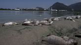 An overdue Olympic pledge to restore Rio de Janeiro's lagoons is finally taking shape