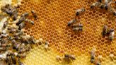 What to know about guarding against bees, wasps, hornets