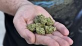 U.S. proposes reclassifying marijuana as low-risk drug