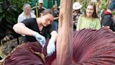 Corpse flower blooms in Colorado, putting out an impressive stink