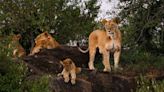 Adorable Lion Cubs Learn To Climb Tree With Mom's Help