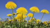 ‘I tried a method to remove dandelions from yard that will stop growth cycle'
