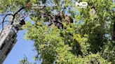 USA: Bär sitzt im Baum fest