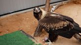 El vuelo de Stan, el águila que no se rinde en su lucha por volver a los cielos luego de un trasplante de plumas fallido