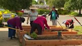 Sacramento Hmong elders find community in ‘garden of hope’