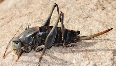 Millions of huge insects are causing chaos in Nevada. They’ve inspired a whole festival