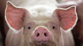 U.S. Supreme Court preserves California humane pig confinement law