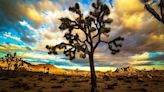 Planned solar farm threatens protected Joshua trees, other endangered species