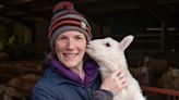 How this lambing season became the worst on record