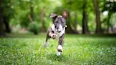 Want to work on your puppy’s recall? Try this trainer’s simple running away game