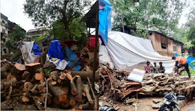 Mumbai: Activists Criticise BMC After Tree Collapses Claim 2 Lives; Demand Qualified Arborists