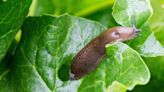 Banish slugs from garden with 21p item from Asda, Tesco, Sainsbury's and Morr...