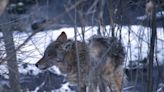 It's mating season for coyotes. Here's how to limit encounters and stay safe