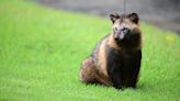 Raccoon dogs did not start COVID-19, new study says