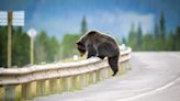 Confused Bear Brings Traffic To A Standstill On Busy California Freeway | V101.1 | DC