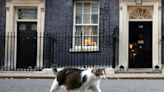 Larry, el gato de Downing Street que sobrevivió a la llegada de seis primeros ministros