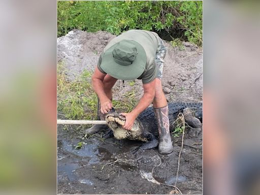 ‘Angry’ alligator attacks Florida farm worker: MCSO