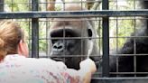 Silverback Gorilla Responds To Instructions For Routine Medical Check-Up